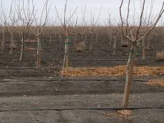 2 x 2 x 6 Pistachio Orchard with ACZA, Doug Fir stakes